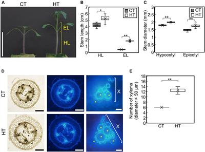 Difference Between Day and Night Temperatures Affects Stem Elongation in Tomato (Solanum lycopersicum) Seedlings via Regulation of Gibberellin and Auxin Synthesis